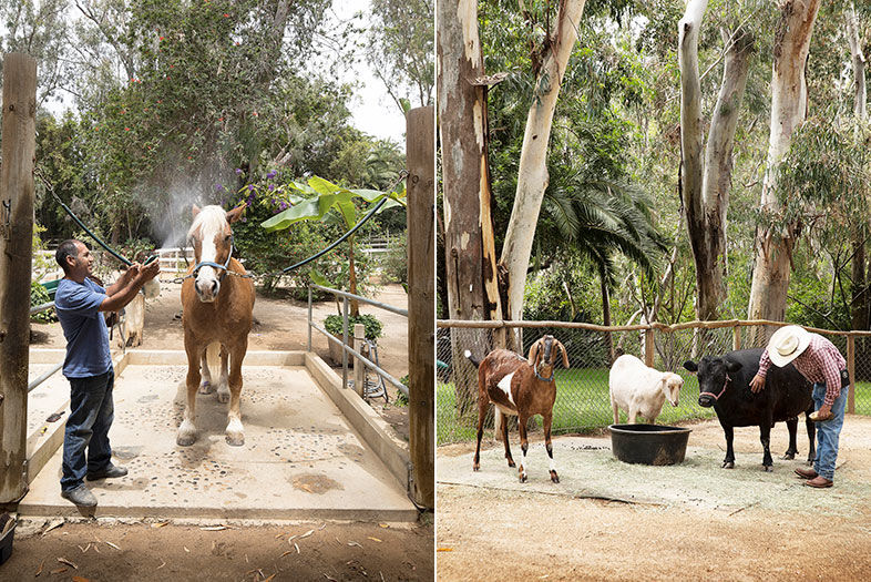 Inside Susan Madden Lankford's North County Ranch