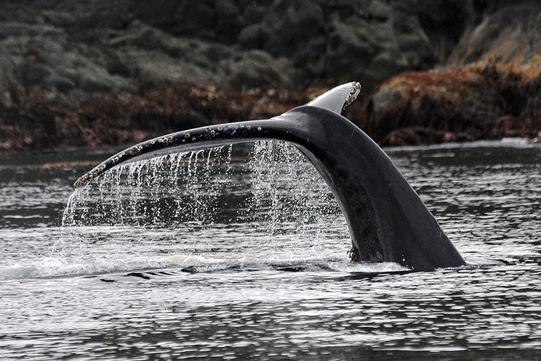 Summer Fishing in Alaska Is a Humbling, Bucket-List Experience