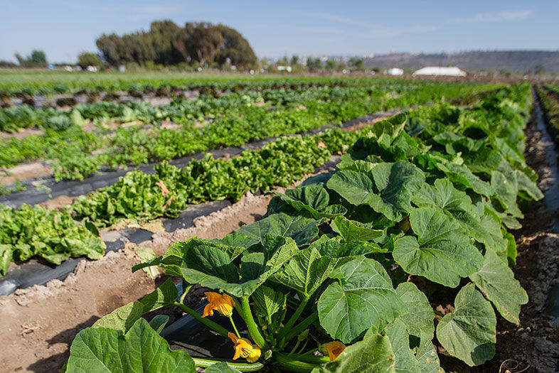 Farm to Fable