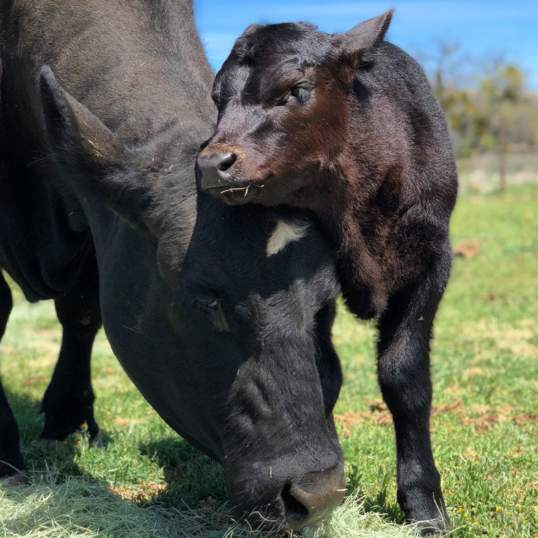 An East County Farm Animal Rescue Offers Sweet Sanctuary