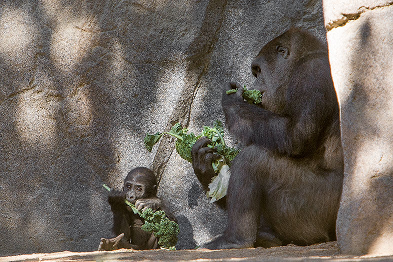 Animal Instinct: Saving Lives at the Zoo