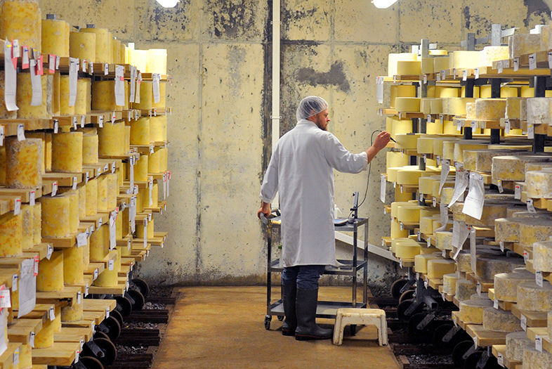 This UCSD Professor Is Using Science to Make Cheese Taste Better