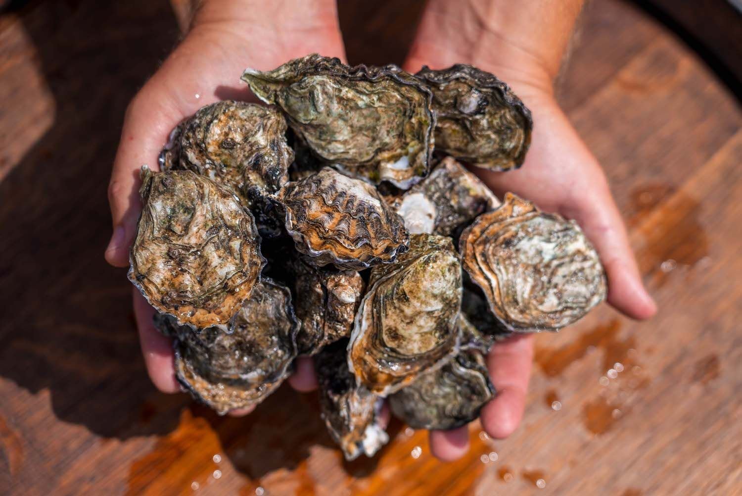 Carlsbad Oysters