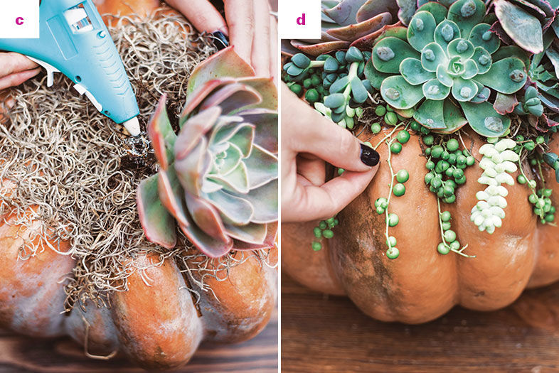 3 Ways to Style Your Succulents for the Holidays