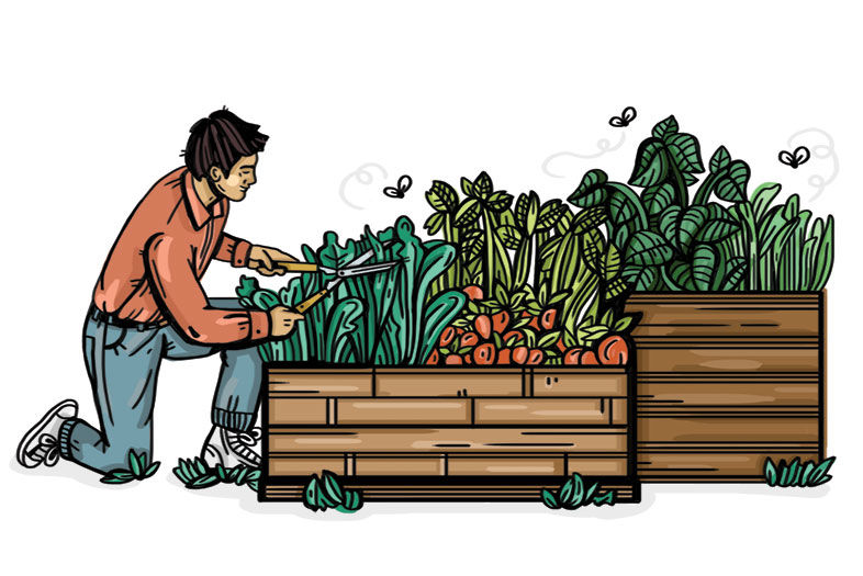 Urban Gardening: Where to Start in San Diego