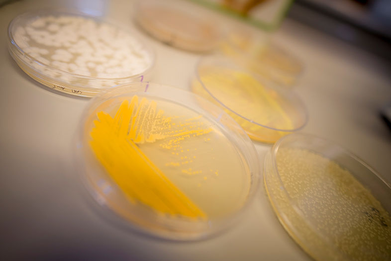 This UCSD Professor Is Using Science to Make Cheese Taste Better
