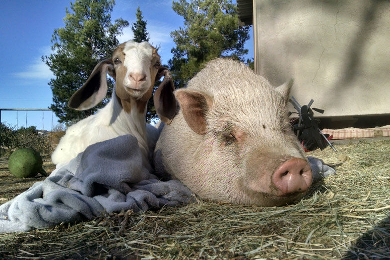 An East County Farm Animal Rescue Offers Sweet Sanctuary