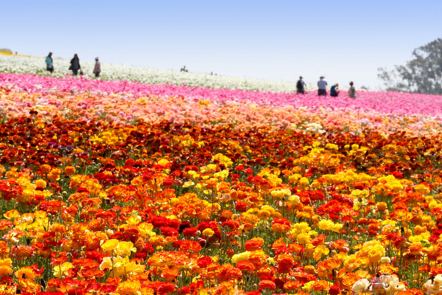 TheFlowerFields_by_MarcieGonzalez 16.jpg