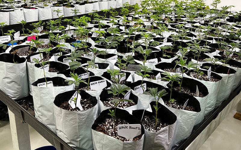 Transplanting Marijuana Clones