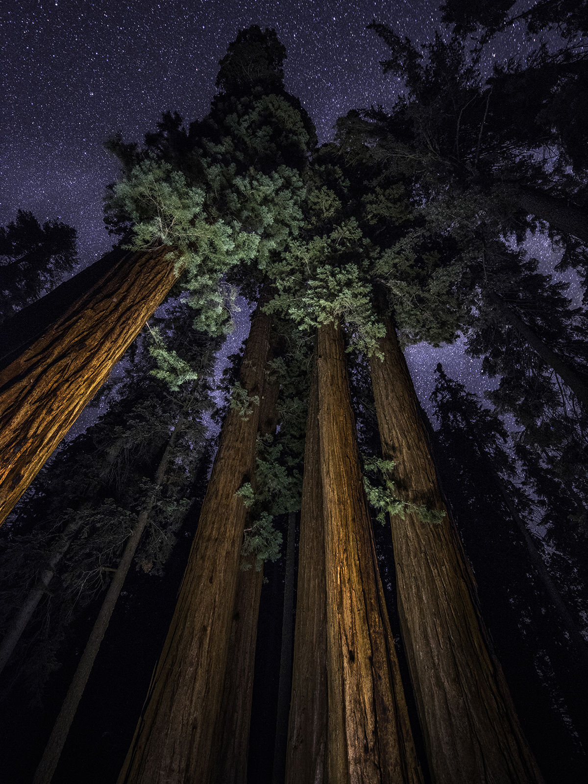 California Adventure Bucket List / Sequoia