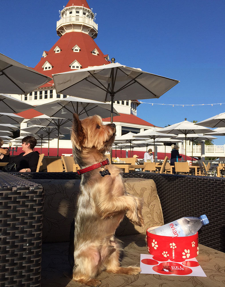 The Dog Lover's Guide to San Diego