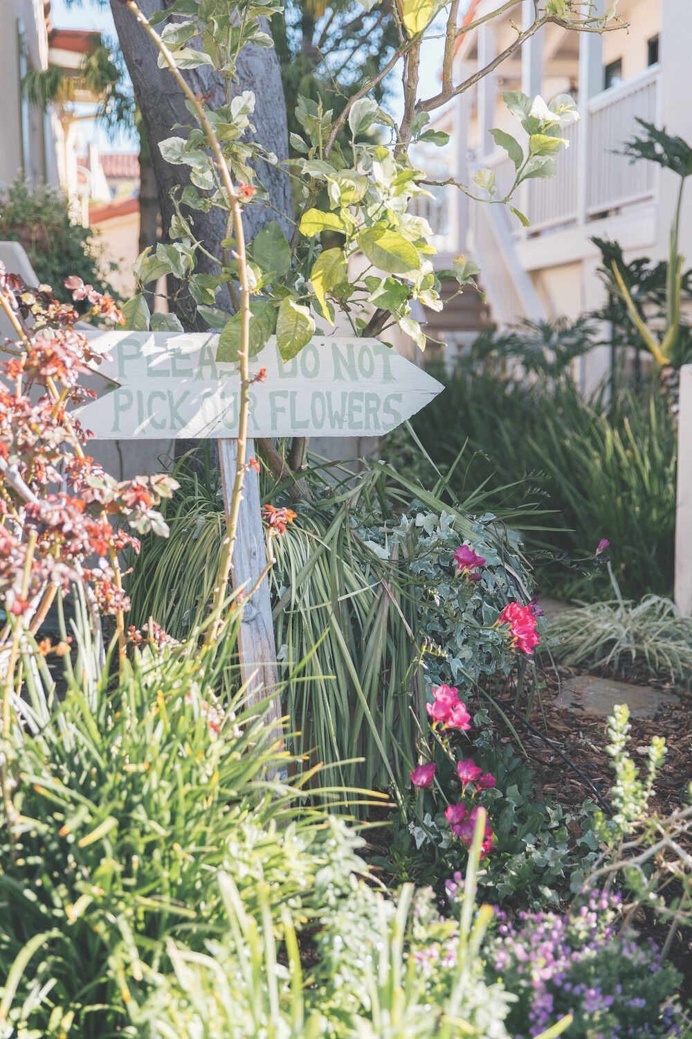 Rancho Santa Fe - Thyme in the Ranch