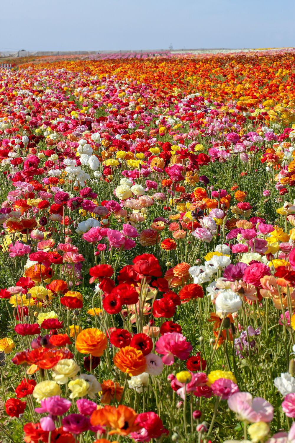 Things to Do in June - Flower Fields