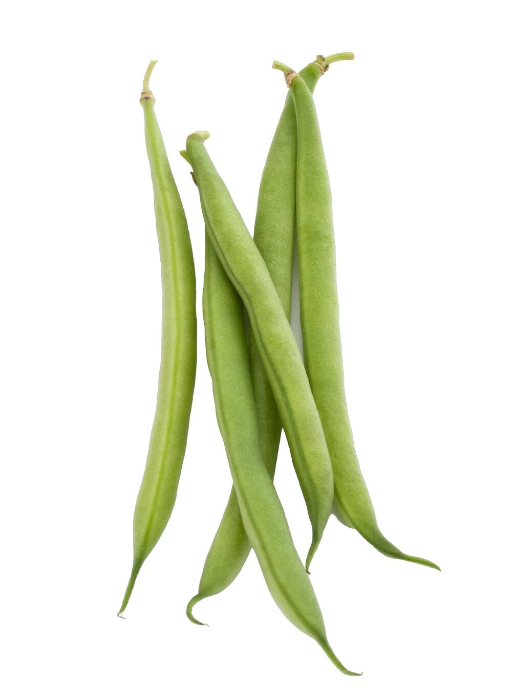3 Veggies to Plant - Green Beans