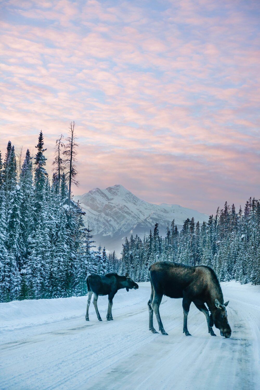 Edmonton - moose