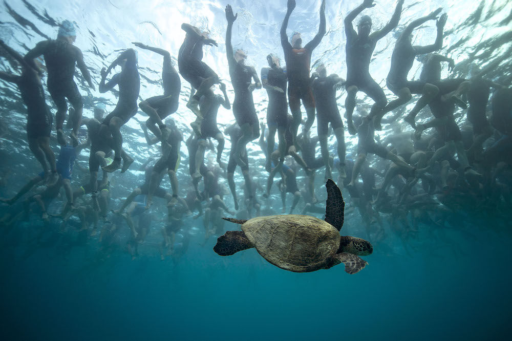 Donald Miralle - Swimmers and turtle