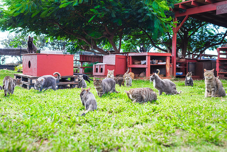 Where to Eat, Drink, and Stay in Lāna‘i