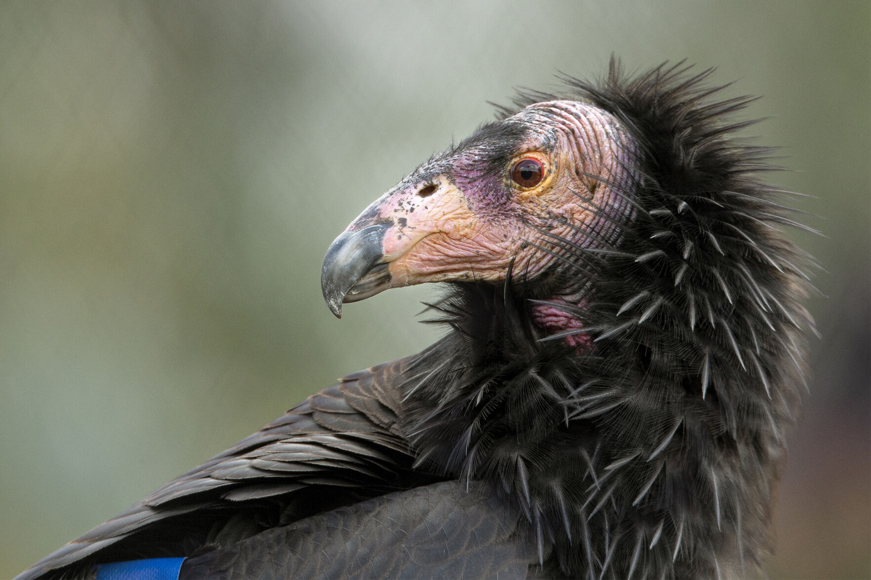 Sola baby condor mom