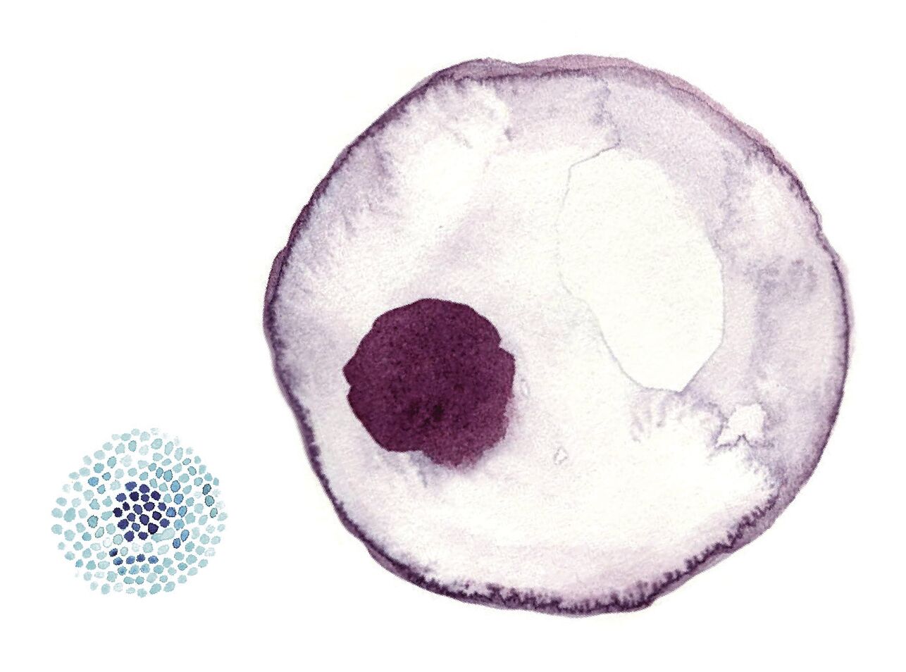 fertility-cells-sdm1022.jpg