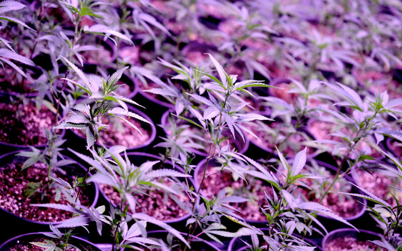 Marijuana Clones