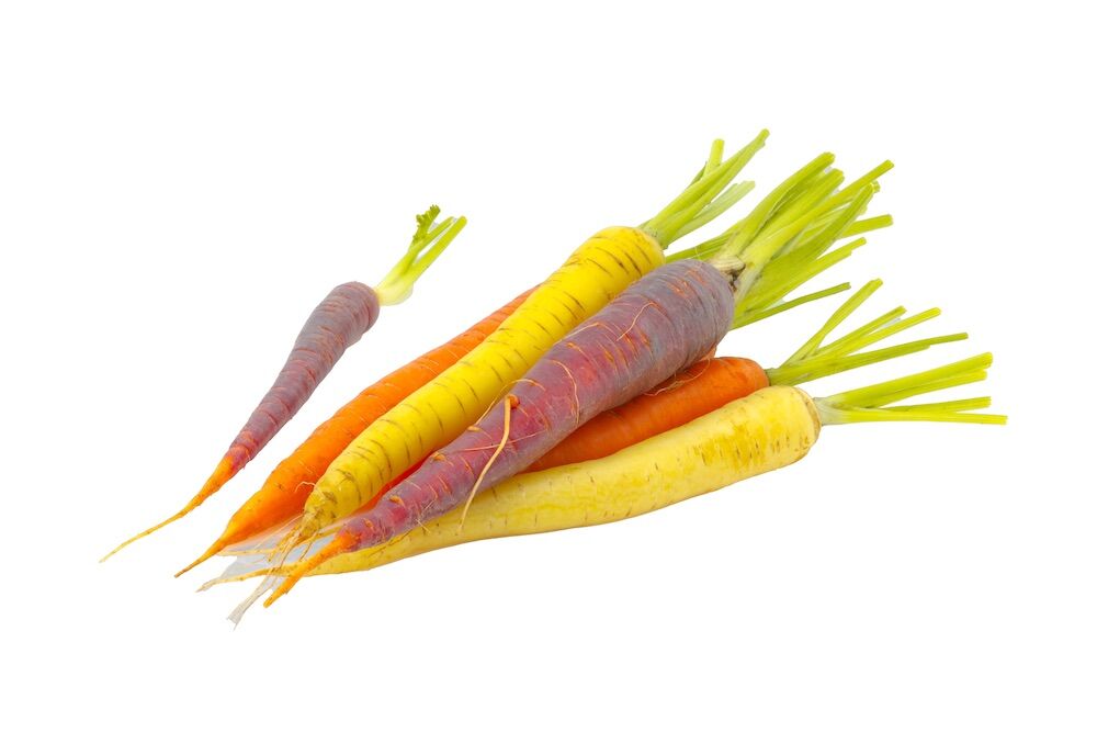 Fall crops - carrots