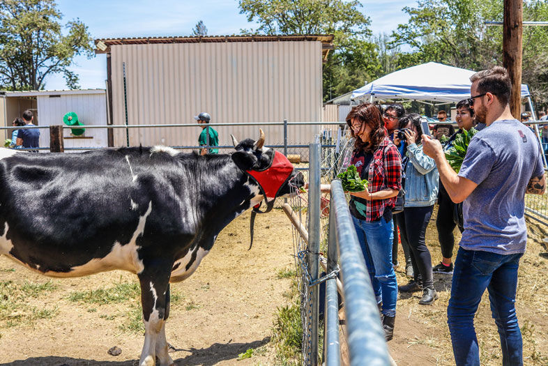An East County Farm Animal Rescue Offers Sweet Sanctuary