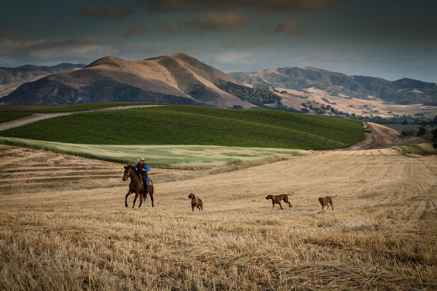 Rancho Sisquoc cowboys