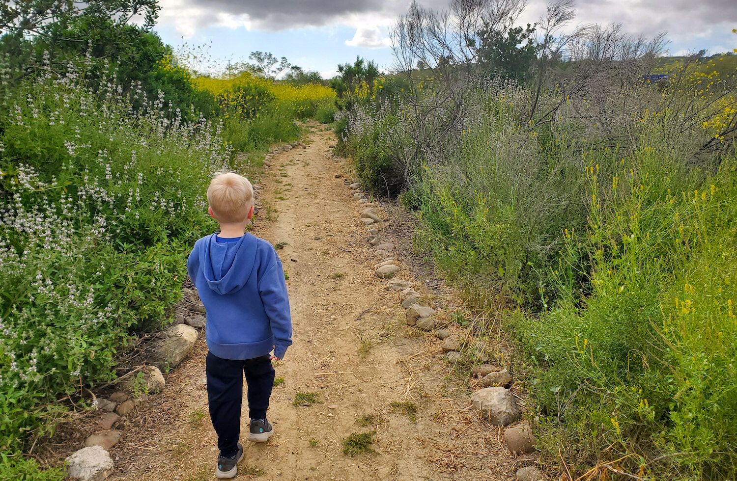 San Diego super bloom