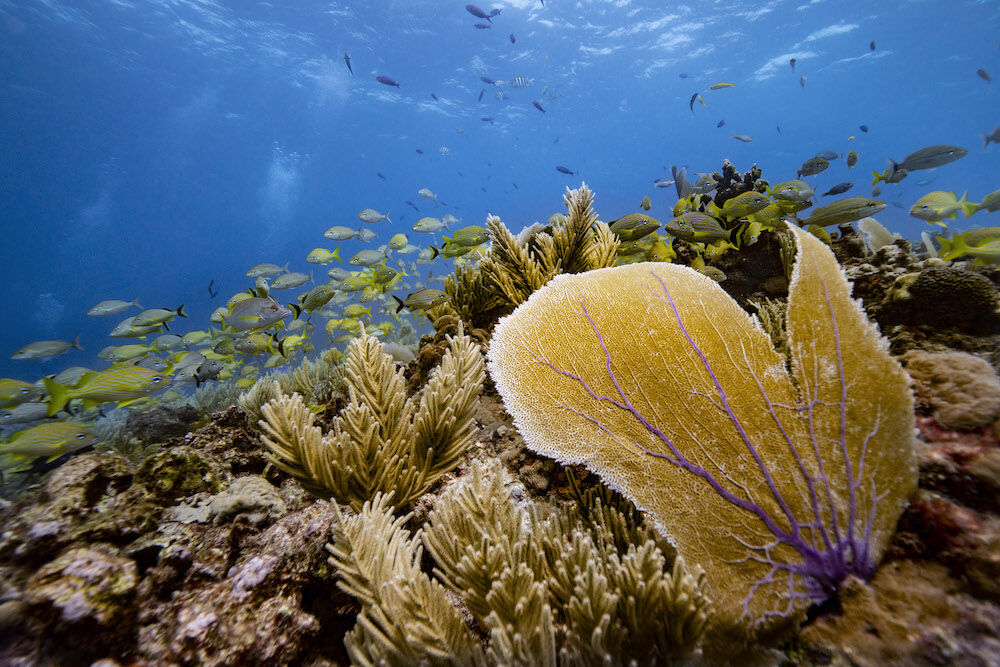 Donald Miralle - Fish and coral reef