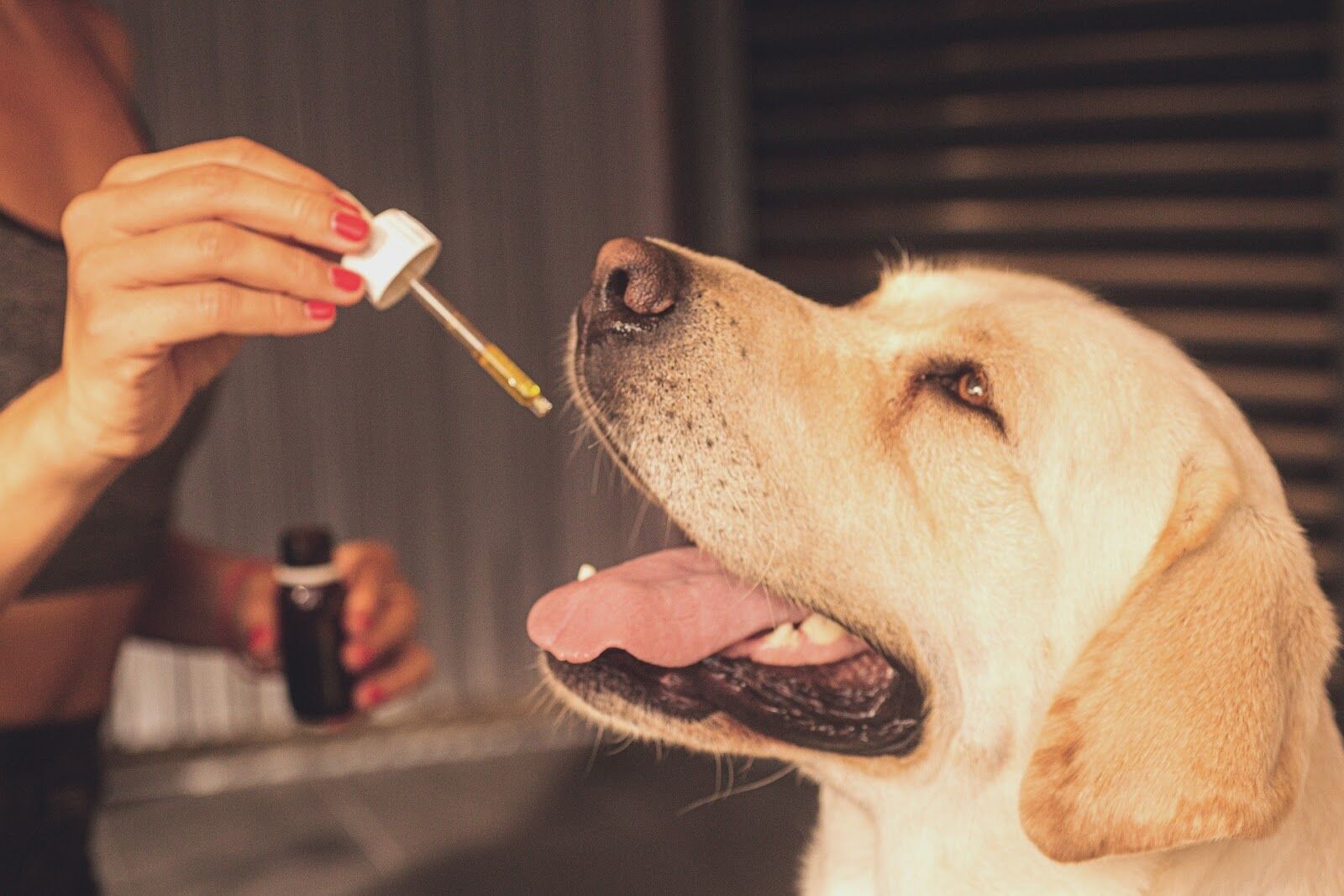 Best CBD Oil for Dogs 2022