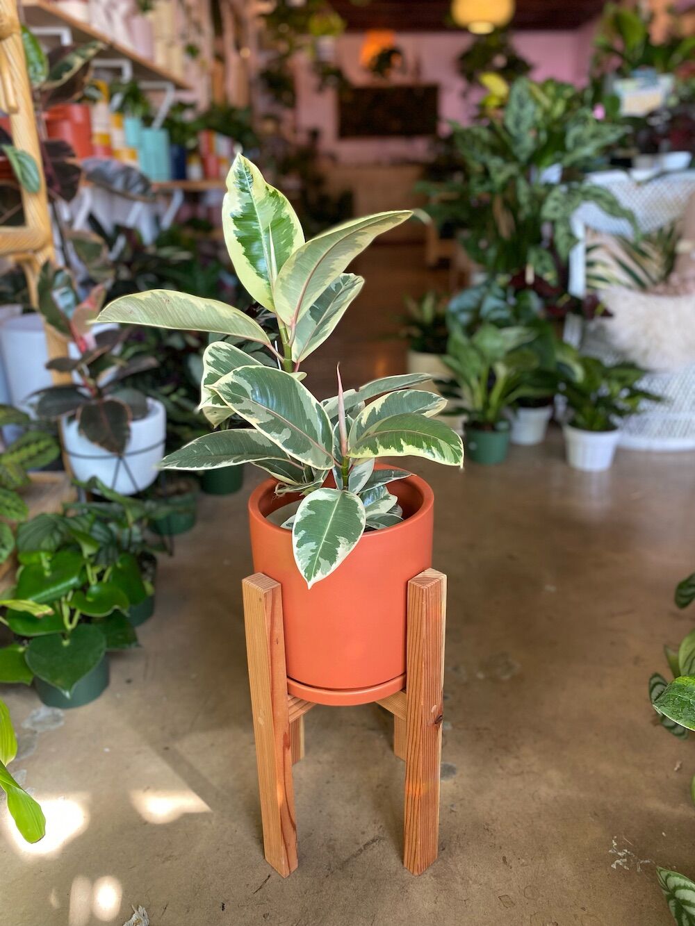 Gift Guide - Plant