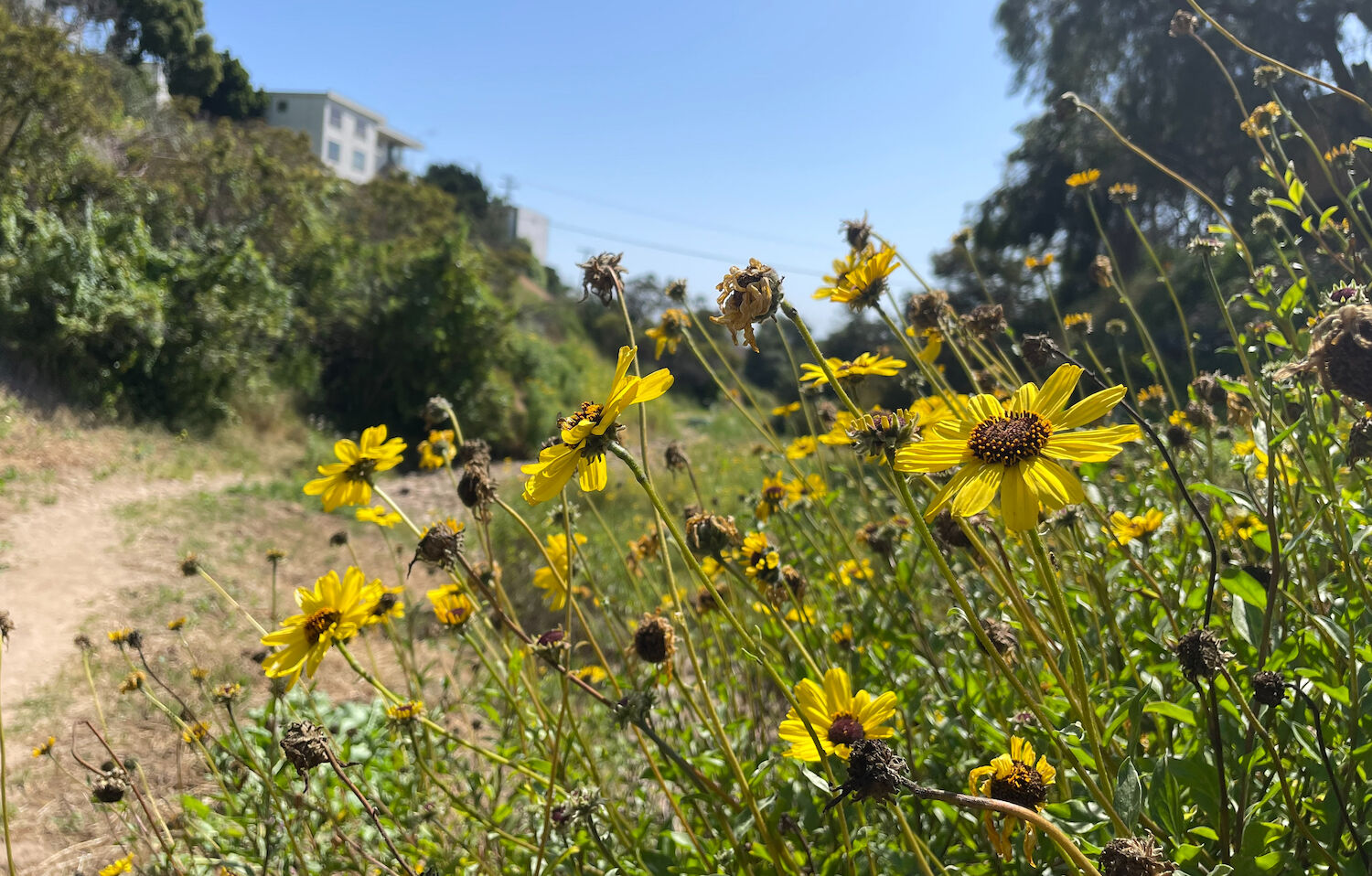 Mission Hills Open Space