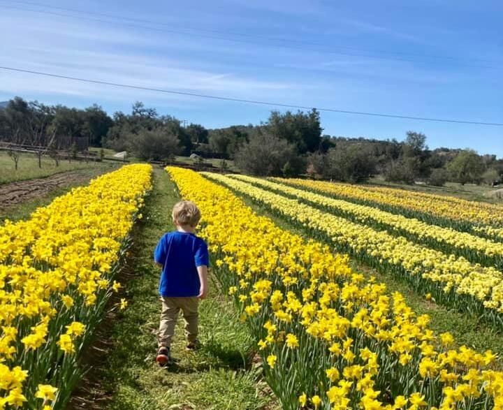 child-in-daffodils-sdm-0323.jpeg