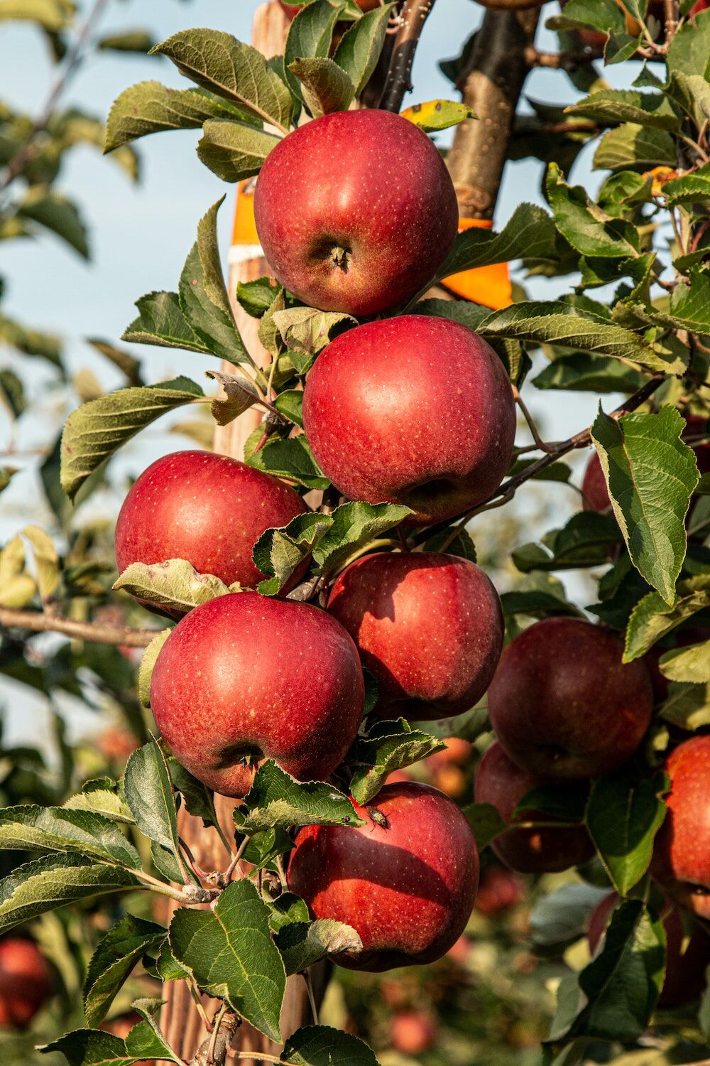 Julian - apples