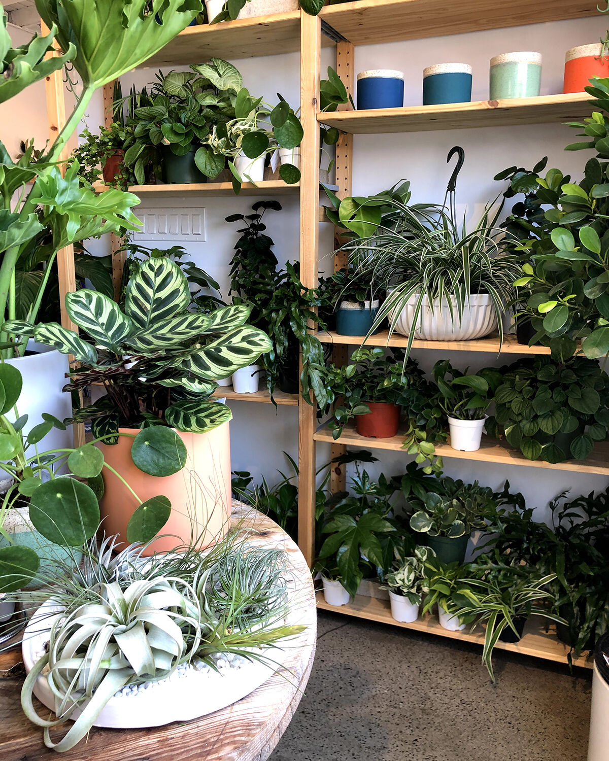 The Rising Co. / Ornamental Plant Boutique