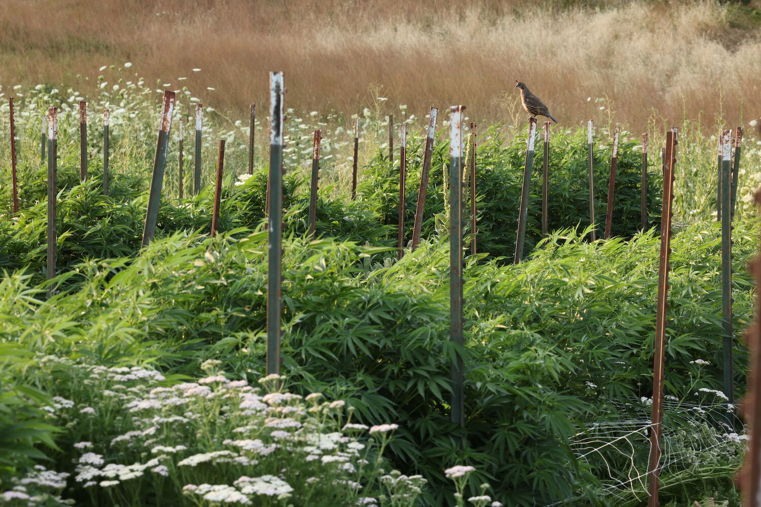 Humboldt Family Farms, weed