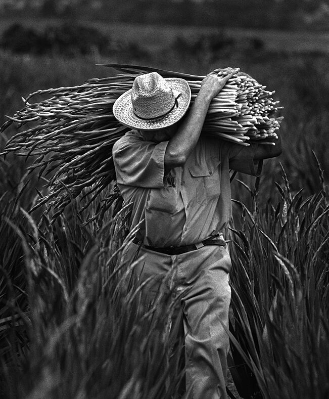 Don Bartletti - Gladiolus Harvest