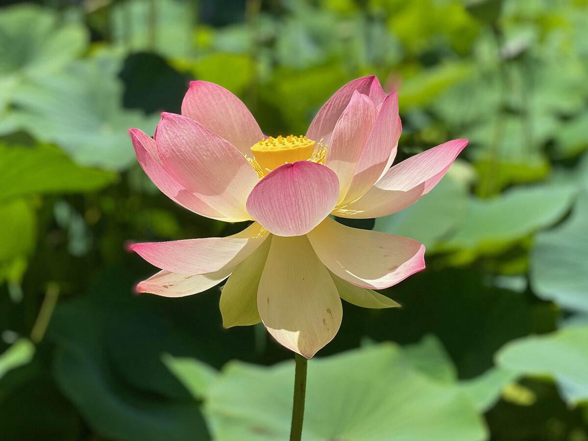 Santa Barbara / Lotusland Lotus Pond