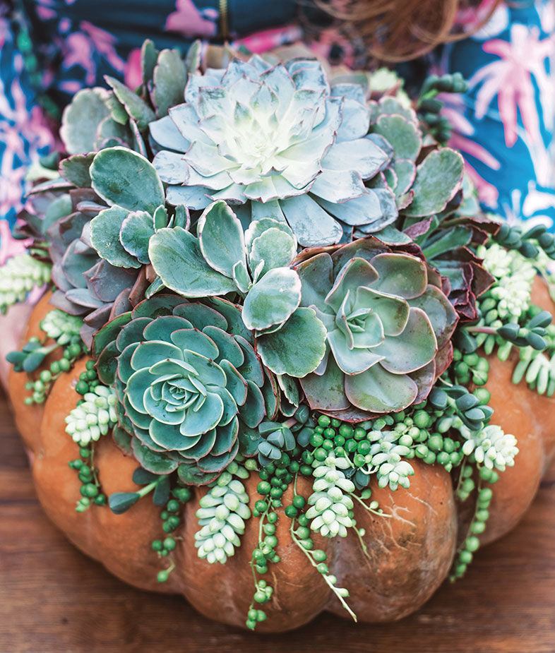 3 Ways to Style Your Succulents for the Holidays