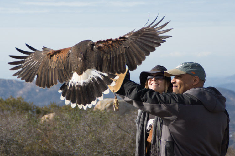 Sky Falconry