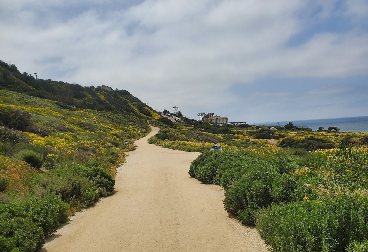 Sunset Cliffs super bloom