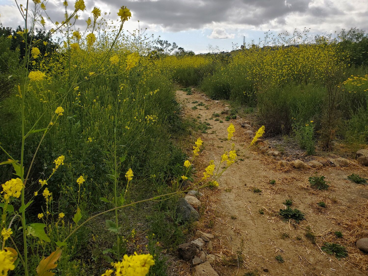 The San Diego River Trail