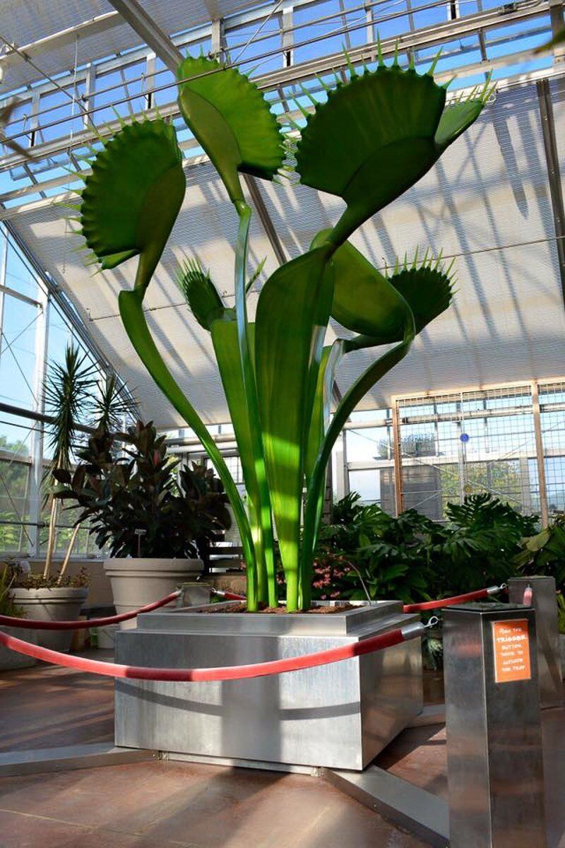 Venus Fly Trap Savage Gardens San Diego Botanical Garden