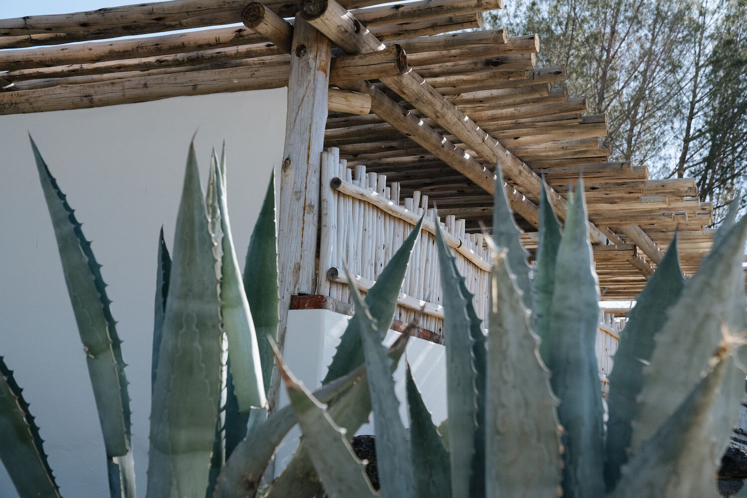 Jacumba Hot Springs Hotel Plants