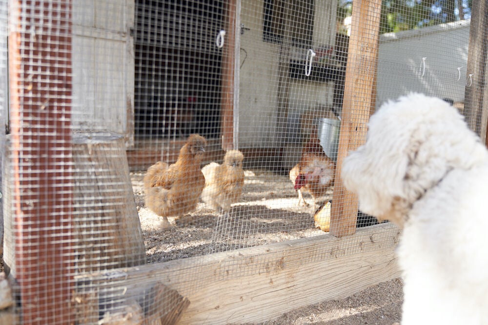Encinitas home - Chicken coop