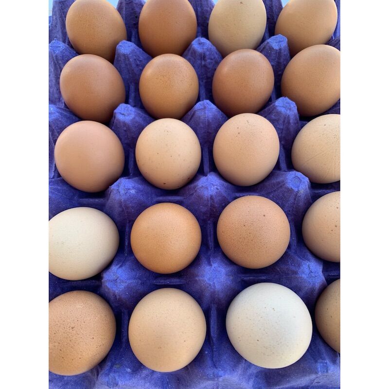 Farm tours - eggs