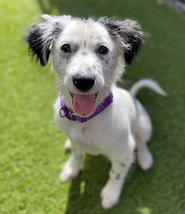 MMGN - San Diego Humane Society Poki