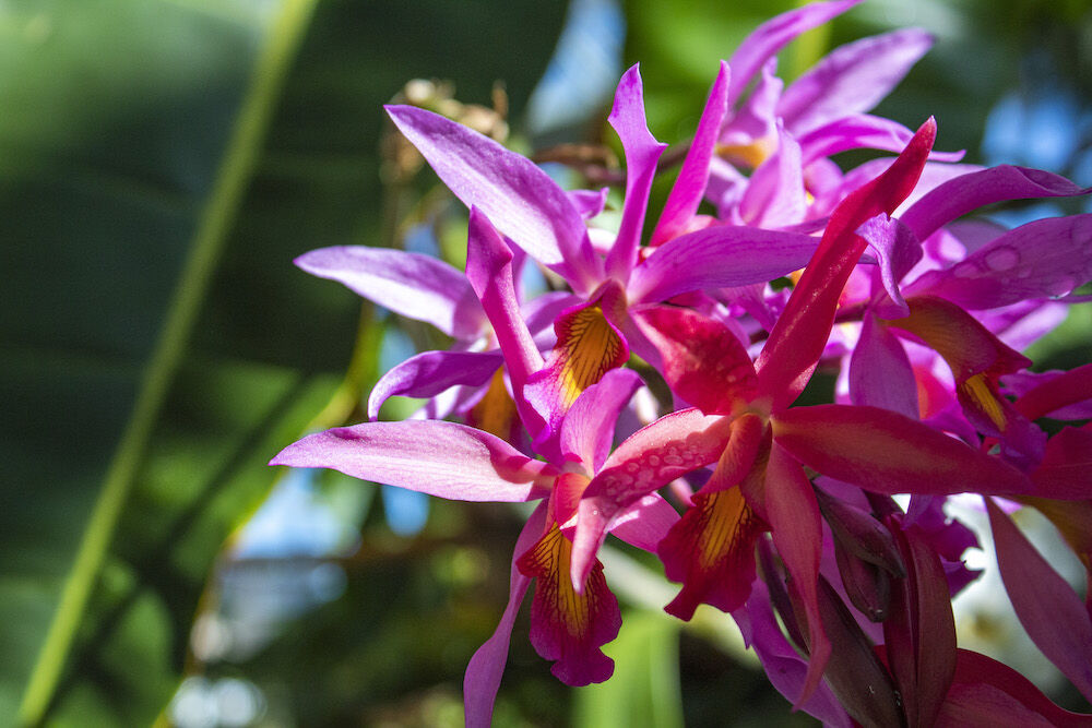 Things to Do in San Diego in May - World of Orchids