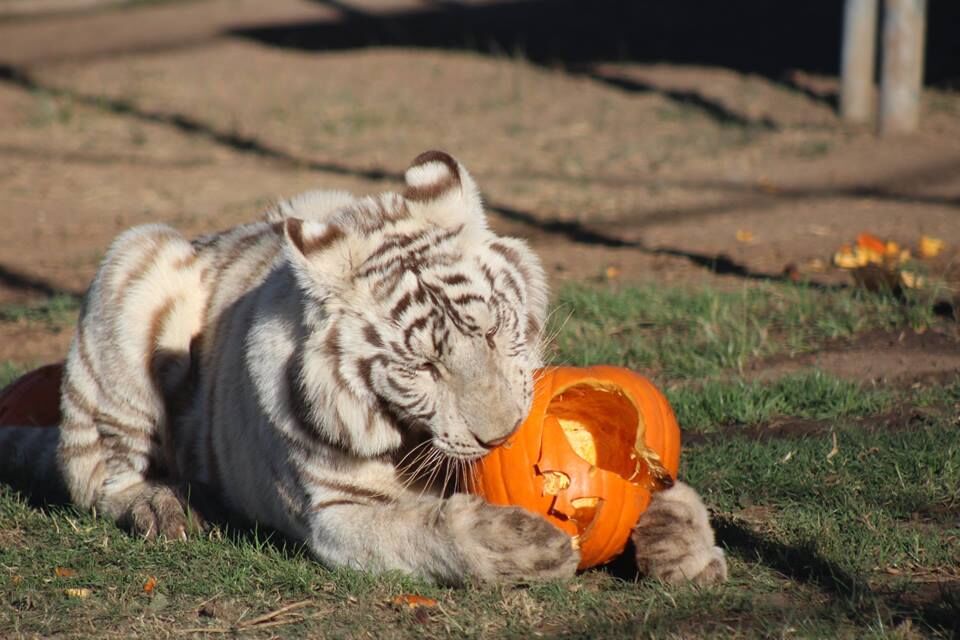 Halloween - Tiger