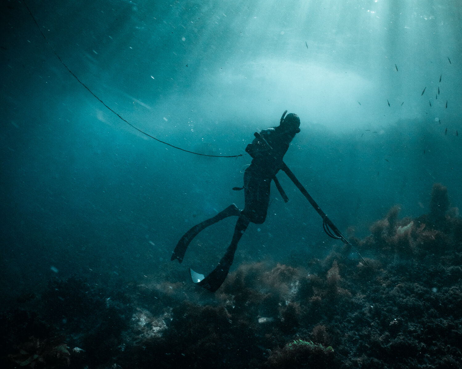 Spearfishing in San Diego, CA